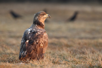 White tailed eagle