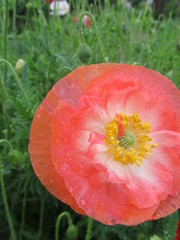 Terracotta poppy after a rain on a green background