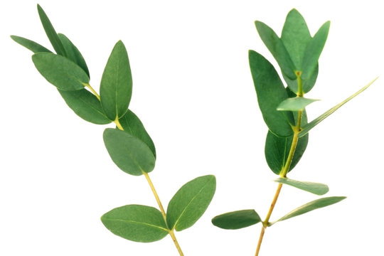 Green eucalyptus branches on white background