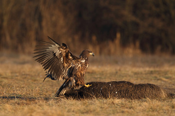 White tailed eagle