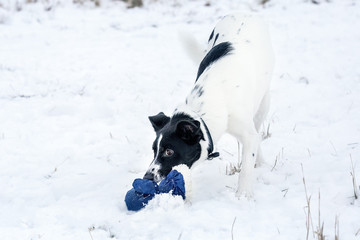 Black and white dog walking in the snow