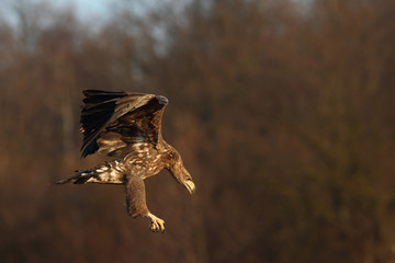 White tailed eagle