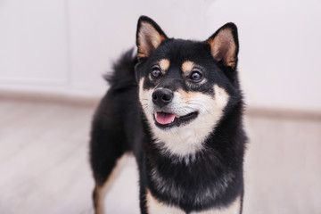 Cute little Shiba Inu dog at home