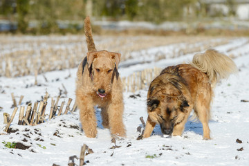 dogs standing  in the snow on stubble field