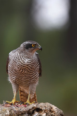 Hunting Eurasian goshawk