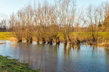 Leafless pollard willow trees in a flooded landscape