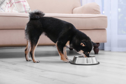 Cute Little Shiba Inu Dog Eating From Bowl On Floor