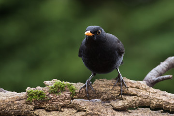 Blackbird, Turdus merula