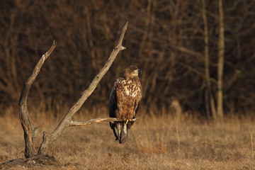 White tailed eagle