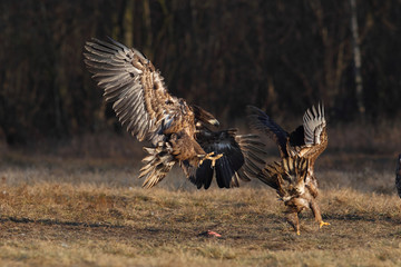 White tailed eagle