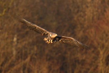 White tailed eagle