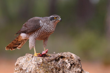 Hunting Eurasian goshawk