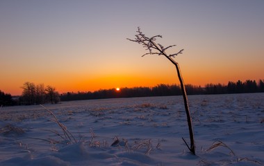 Little tree cowered with ice