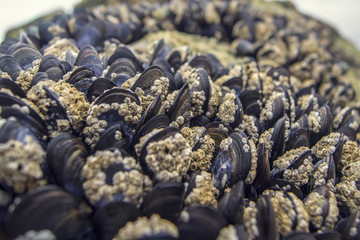 mussels at the beach