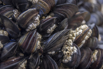 mussels at the beach