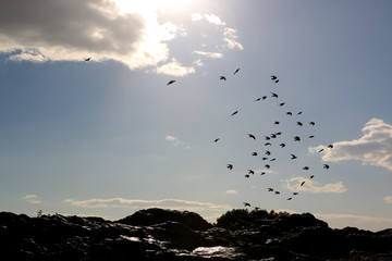 Swarm of birds