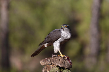 Eurasian goshawk