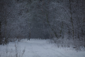 Fototapeta premium winter worest, foggy morning, road in the woods