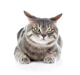 Fototapeta premium Cute funny cat on white background