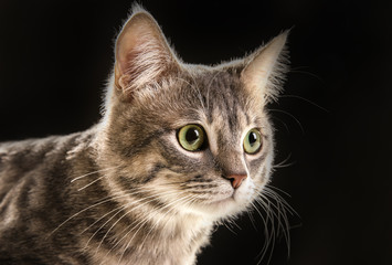 Obraz premium Portrait of cute funny cat on dark background