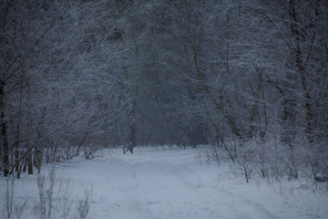 winter worest, foggy morning, road in the woods