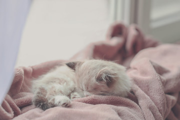 Cute little kitten sleeping on color plaid at home, closeup