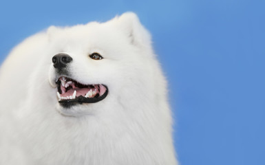 Cute samoyed dog with owner at show, closeup