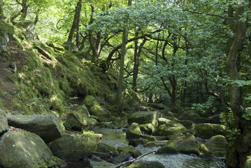 Burbage Brook flows through the autumn woodland and rocky river valley of Padley Gorge, Longshaw Estate, Peak District, Derbyshire, UK
