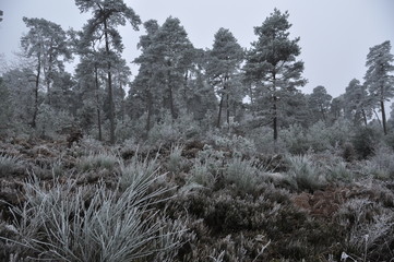 Givre en for&ecirc;t
