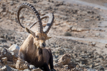 Visit to Makhtesh Ramon