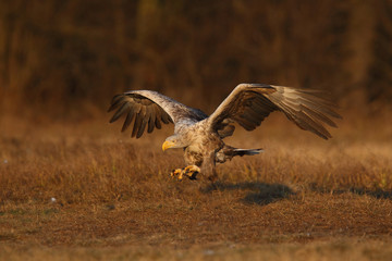 White tailed eagle