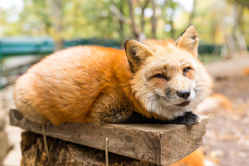 Sleepy fox