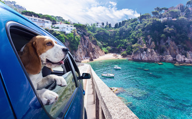 Cute dog travels in car to the sea