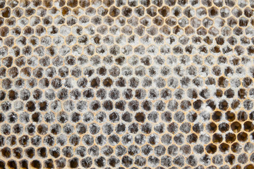 dead bees - mold on bee comb - disease of bees