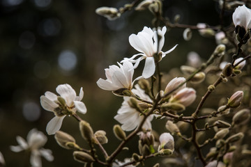 Beautiful white magnolia blossoms on a natural background in summer