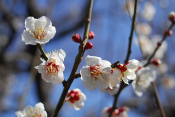 Life in Japan