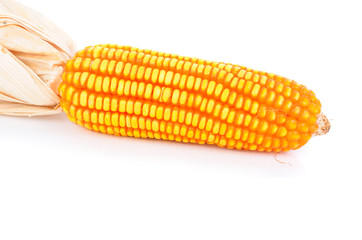 dry corn on white background