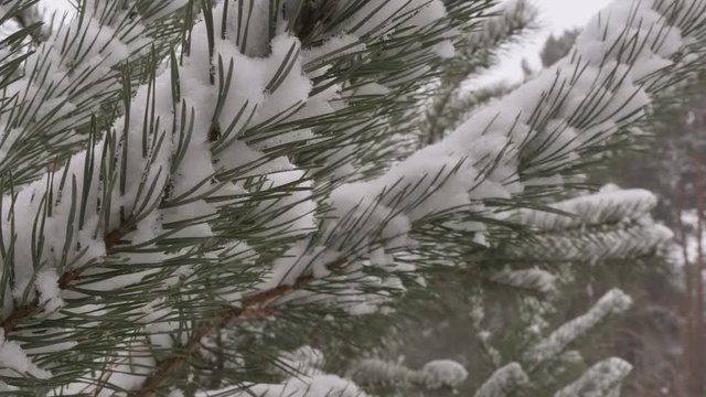 Beautiful tree covered with snow, close-up view, in the frosty winter, the Christmas forest