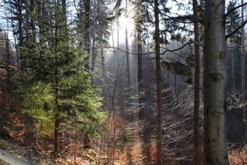 Waldlandschaft