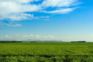 Jungle of the Dominican Republic; Sunny day (summer landscape)