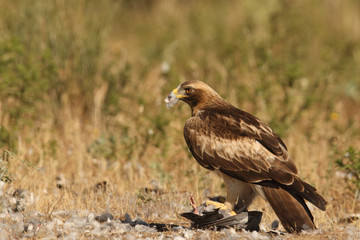 Booted eagle