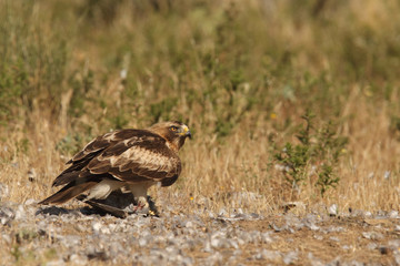 Booted eagle