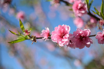 Cherry Blossom