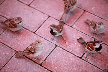 Sparrows sitting on a red stone