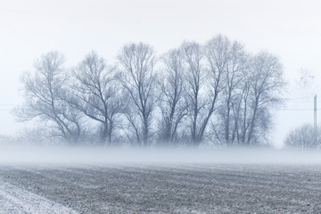 Baumgruppe im Winter