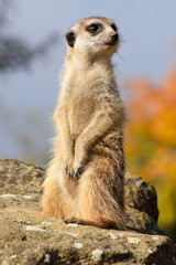 A meerket is watching over in the nature