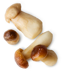 Edible forest wild mushrooms isolated on white background.