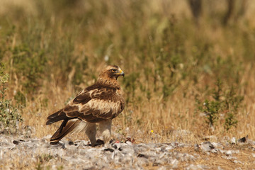 Booted eagle