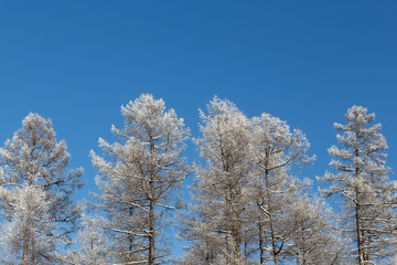 Trees covered with hoarfrost
