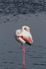 Flamingo, lake, Namibia, Africa